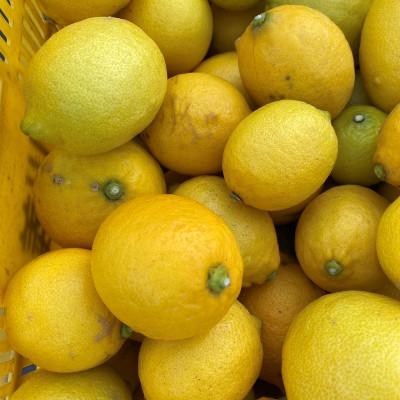 ふるさと納税 湯浅町 和歌山県産 レモン 約2kg 家庭用