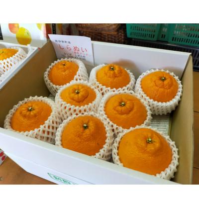 ふるさと納税 南伊勢町 伊勢志摩産 不知火しらぬい8個 化粧箱 令和9年3月発送 潮風育ち 甘く濃厚 ないぜしぜん村