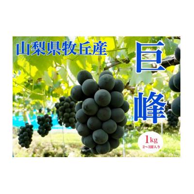 ふるさと納税 山梨市 2026年先行受付 山梨県産種なし巨峰 1kg(2〜3房)