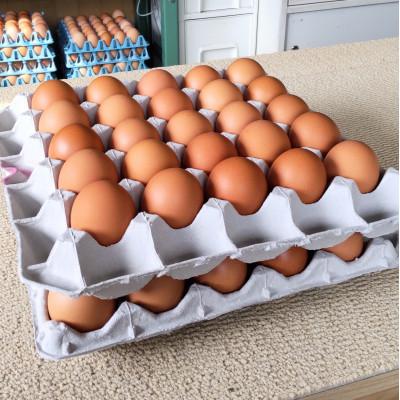 ふるさと納税 鳥栖市 赤たまご50個