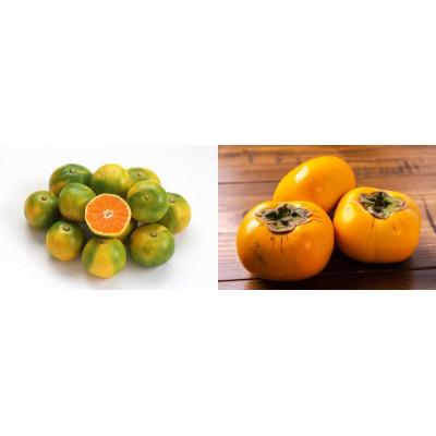 ふるさと納税 八幡浜市 八幡浜産「ひらたねなし柿3kg」「極早生温州みかん3kg」秋の果物よくばりセット[C56-52]