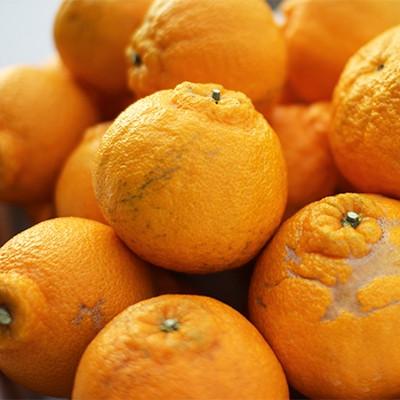 ふるさと納税 水俣市 [先行受付]パクパクデコ 3.5kgバラ詰め[令和8年2月下旬より順次発送]