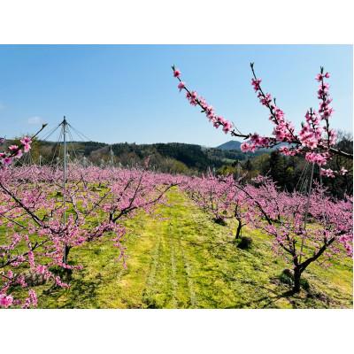 ふるさと納税 伊達市 【26年7月下旬より発送】福島定番 福島県伊達市産もも「あかつき」約2kg(6〜7玉)の画像