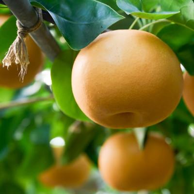 ふるさと納税 荒尾市 【先行受付】【荒尾梨】新ブランド「ことのみ」あきづき梨 3.5kg(6〜9個入り)_1
