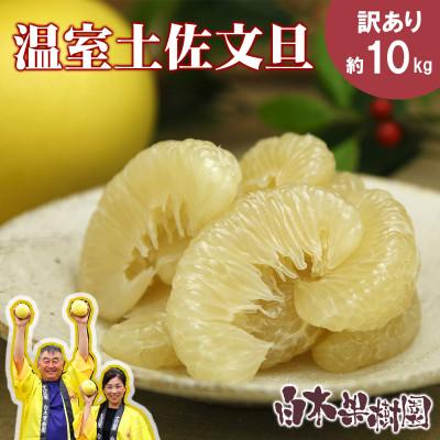 ふるさと納税 土佐市 [家庭用・お得用]温室土佐文旦 約10kg(高知県産)