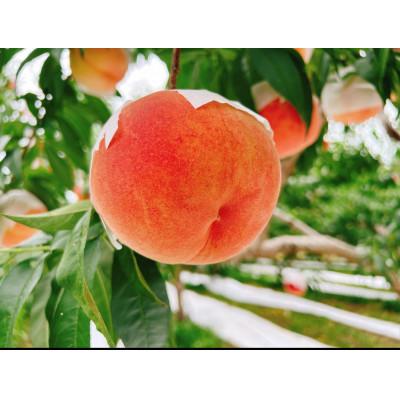 ふるさと納税 長野県 小布施町産 川中島白桃 4〜6個入 約2kg 朝採り産地直送 家庭用