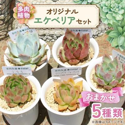 エケベリア5鉢セット（札付き) ふるさと納税 太田市 多肉植物5種類 多肉永遠オリジナル名札付き