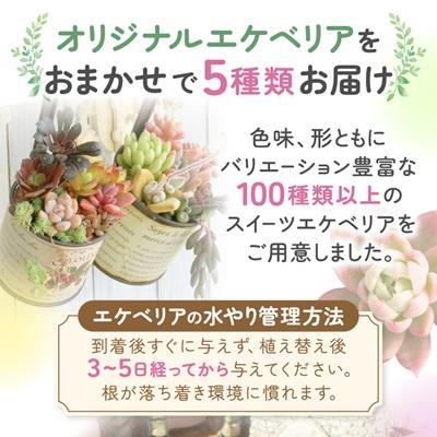 ふるさと納税 太田市 多肉植物5種類 多肉永遠オリジナル名札付き