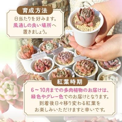 ふるさと納税 太田市 多肉植物5種類 多肉永遠オリジナル名札付き