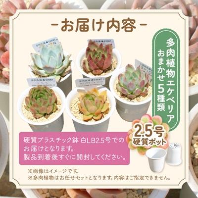 ふるさと納税 太田市 多肉植物5種類 多肉永遠オリジナル名札付き