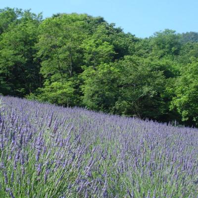 ふるさと納税 池田町 ラベンダー生花 グロッソ500gの画像