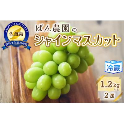 ふるさと納税 佐渡市 シャインマスカット2房 1.2Kg以上[佐渡島産]