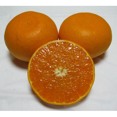 ふるさと納税 土庄町 [小豆島]小豆島せとか 約2.8kg