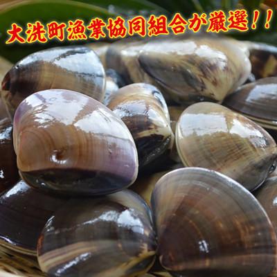 ふるさと納税 大洗町 ぷりっぷりの食感がたまらない! 大洗産鹿島灘はまぐり　2kg(大玉)_1