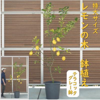 ふるさと納税 朝倉市 大きいサイズ レモンの木鉢植え(陶器鉢グレー直径