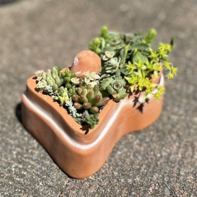ふるさと納税 藤井寺市 前方後円墳の多肉植物寄せ植え : さとふる