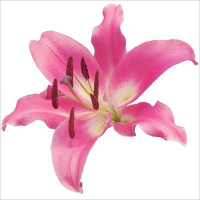 ふるさと納税 えびの市 ユリ球根 大球ピンクカサブランカ 12球