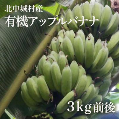 ふるさと納税 北中城村 有機アップルバナナ