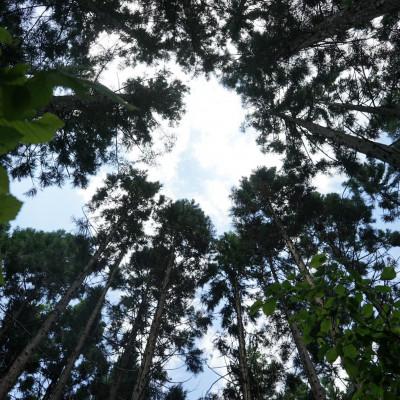 ふるさと納税 遠野市 森のともだち koppa (こっぱ) かっぱコール 木のおもちゃ・バードコール_3