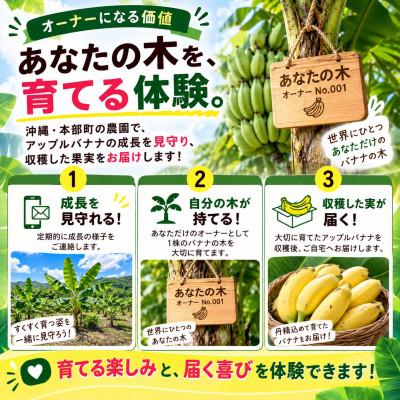 ふるさと納税 本部町 【収穫体験型】あなたの木から届く!沖縄本部町産