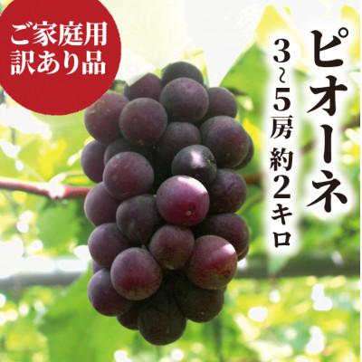 ふるさと納税 津山市 [2026年先行予約][訳あり]ピオーネ ご家庭用 3-5房入/約2kg(岡山県産)