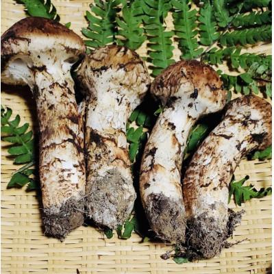 ふるさと納税 田野畑村 数量限定【訳あり】岩手県たのはた産 天然松茸 