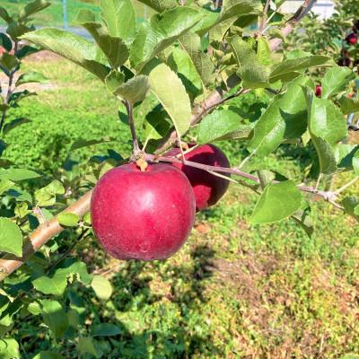 ふるさと納税 遠野市 りんご 紅いわて 5kg 松陽園 樹上 完熟 農家直送