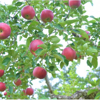 ふるさと納税 遠野市 りんご 紅いわて 5kg 松陽園 樹上 完熟 農家直送