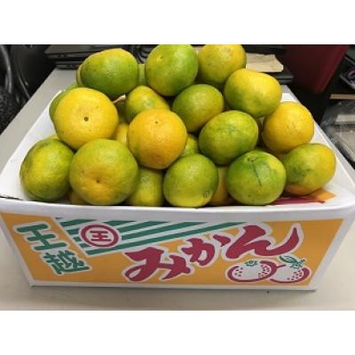 ふるさと納税 坂出市 坂出市王越町の極早生みかん約10kg(約5kg×2箱)