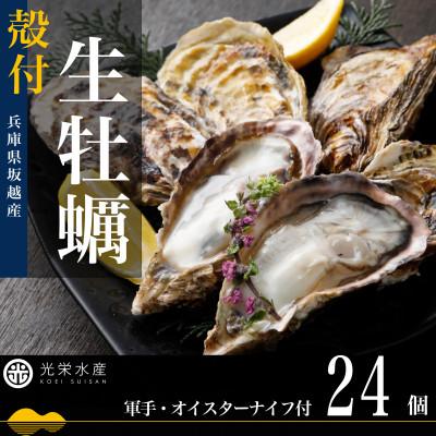 ふるさと納税 赤穂市 [生食OK]坂越かき 殻付き生牡蠣 24個 軍手・オイスターナイフ付き