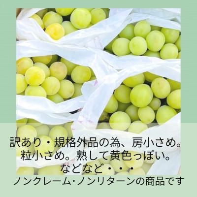 ふるさと納税 山梨市 【2026年発送】山梨・萩原フルーツ農園の訳ありシャインマスカット(規格外 約4kg)の画像