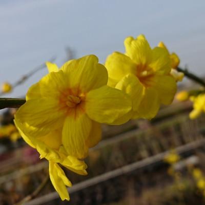 ふるさと納税 鈴鹿市 黄色い八重咲の綺麗な花がたくさん咲く 雲南黄梅