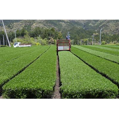 ふるさと納税 三重県 有機煎茶　のどか　80g×10本入_3