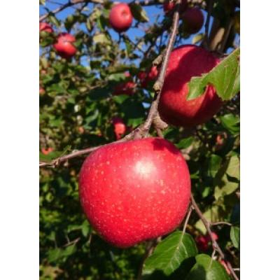 ふるさと納税 鏡石町 ワタナベフルーツファームのりんご 約3kg箱