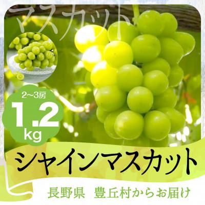 ふるさと納税 豊丘村 [2025年10月頃発送]完熟シャインマスカット1.2kg 大玉ぷりっと 種なし皮ごとOK!