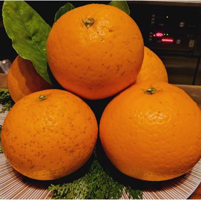 ふるさと納税 八幡浜市 清見タンゴール 5kg
