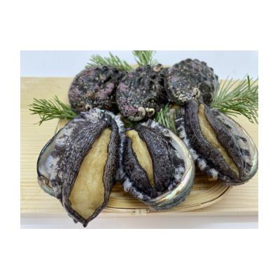 ふるさと納税 上ノ国町 養殖活蝦夷あわび(7cm〜7.4cm) 6個