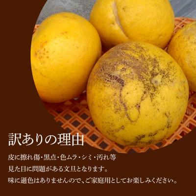 ふるさと納税 土佐市 化学合成農薬栽培期間中不使用　土佐水谷農園の土佐文旦　3kg(5個前後)　家庭用訳あり品_2