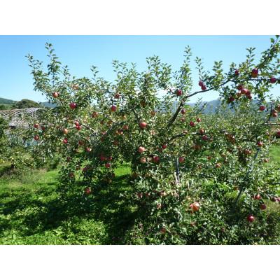 ふるさと納税 中野市 シャキシャキ!小玉 食べきりサイズ!完熟サンふじ 約5kg 信州りんご