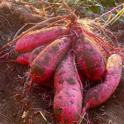 ふるさと納税 ひたちなか市 【先行受付】〈ほしいも三ツ星生産者〉清勝