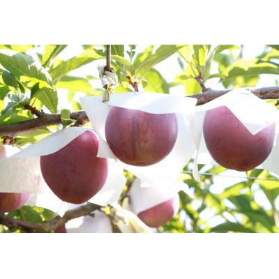 ふるさと納税 南アルプス市 すもも[太陽]10〜13玉入り×2箱 約3kg