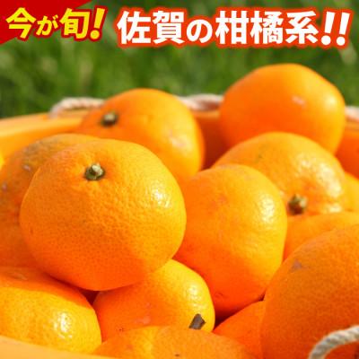 ふるさと納税 鳥栖市 佐賀県産 今が旬の柑橘系(不知火 約5kg)(鳥栖市)
