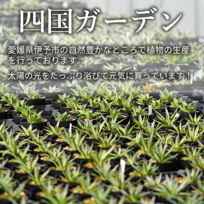 ふるさと納税 伊予市 アガベ「ショー・タイム(Sho-Time)」(オバティ