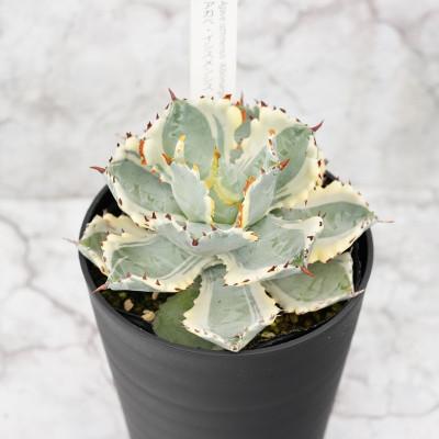 ふるさと納税 伊予市 アガベ・カブトガニ錦 4.5号鉢