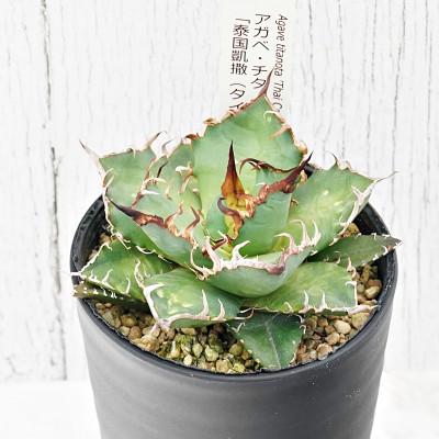 ふるさと納税 伊予市 アガベ・チタノタ「泰国凱撒(タイ版シーザー)」 3.5号鉢