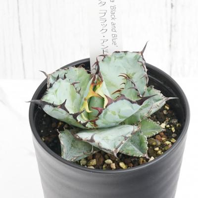 ふるさと納税 伊予市 アガベ・チタノタ「ブラック&amp;ブルー」3.5号鉢