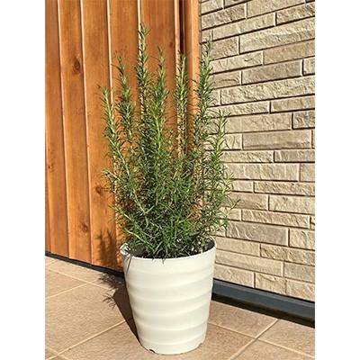 ふるさと納税 鈴鹿市 香りのローズマリー(5〜6月発送)7号(21cm)カラー鉢