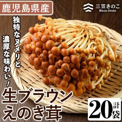 ふるさと納税 阿久根市 生ブラウンえのき茸(20袋・計3.6kg)[三笠えのき茸生産組合]a-12-220