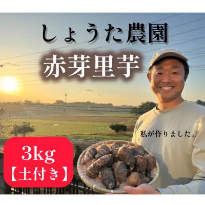 ふるさと納税 鞍手町 しょうた農園の赤芽里芋(3kg)