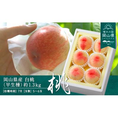ふるさと納税 浅口市 [2026年発送]岡山県産 白桃(早生種)約1.3kg(5〜6玉)